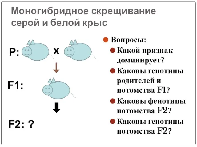 Моногибридное скрещивание серой и белой крыс Вопросы: Какой признак доминирует? Каковы