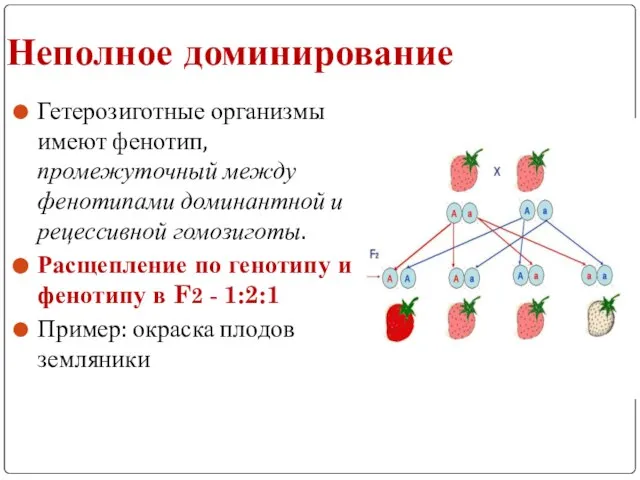 Неполное доминирование Гетерозиготные организмы имеют фенотип, промежуточный между фенотипами доминантной и