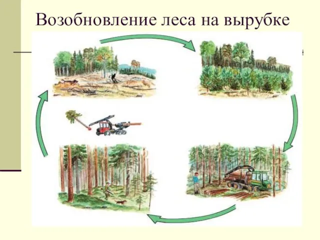 Возобновление леса на вырубке