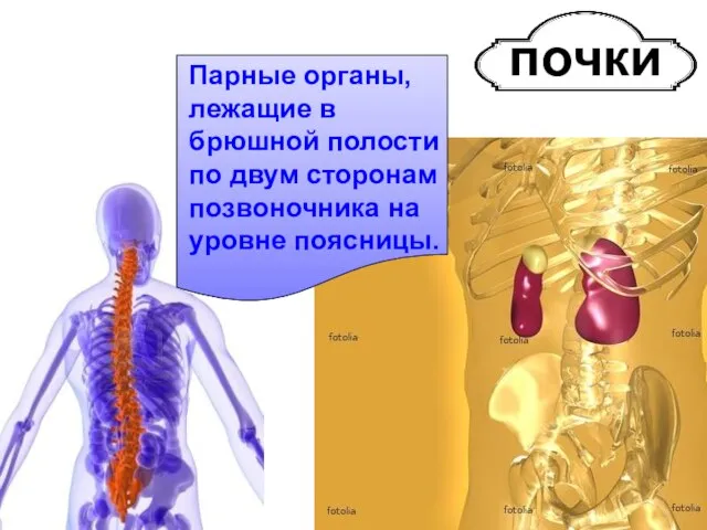 почки Парные органы, лежащие в брюшной полости по двум сторонам позвоночника на уровне поясницы.