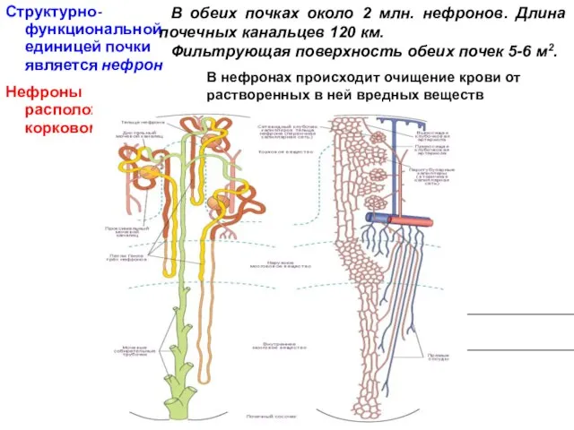 Структурно- функциональной единицей почки является нефрон Нефроны расположены в корковом веществе