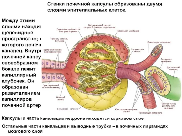 Стенки почечной капсулы образованы двумя слоями эпителиальных клеток. Между этими слоями