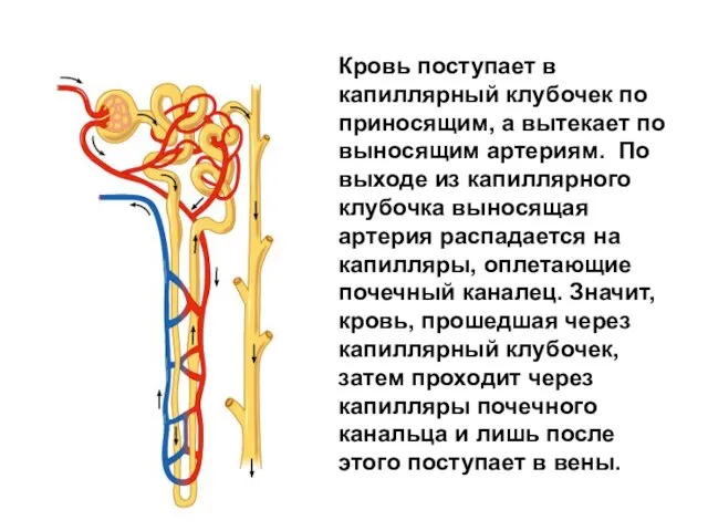 Кровь поступает в капиллярный клубочек по приносящим, а вытекает по выносящим