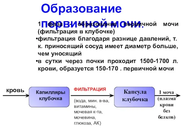 Образование первичной мочи. 1 фаза - образование первичной мочи (фильтрация в