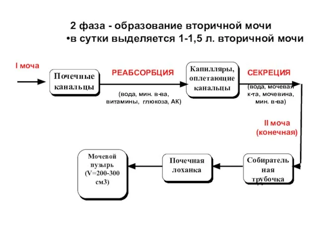 2 фаза - образование вторичной мочи в сутки выделяется 1-1,5 л.