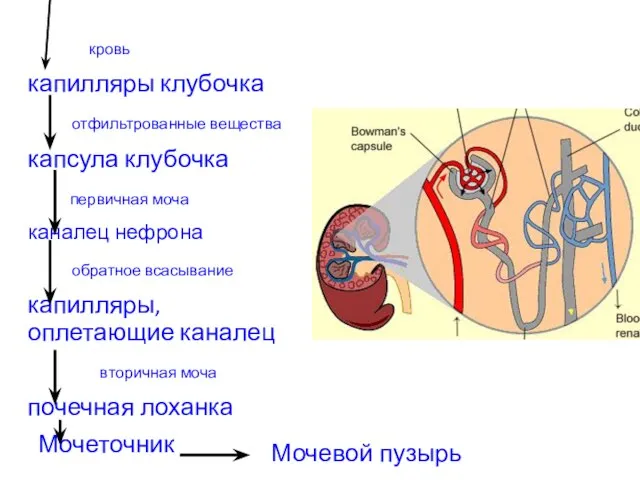 кровь капилляры клубочка отфильтрованные вещества капсула клубочка первичная моча каналец нефрона