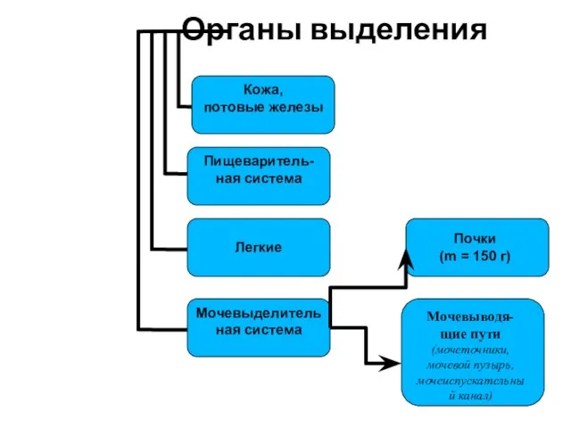 Органы выделения Почки (m = 150 г) Мочевыводя-щие пути (мочеточники, мочевой