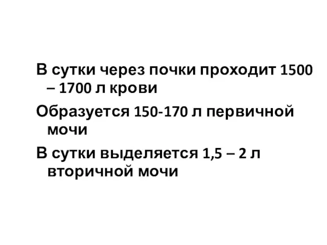 В сутки через почки проходит 1500 – 1700 л крови Образуется