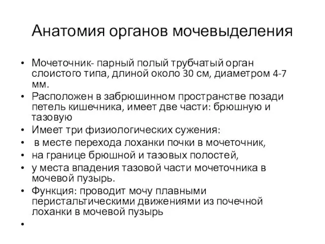 Анатомия органов мочевыделения Мочеточник- парный полый трубчатый орган слоистого типа, длиной