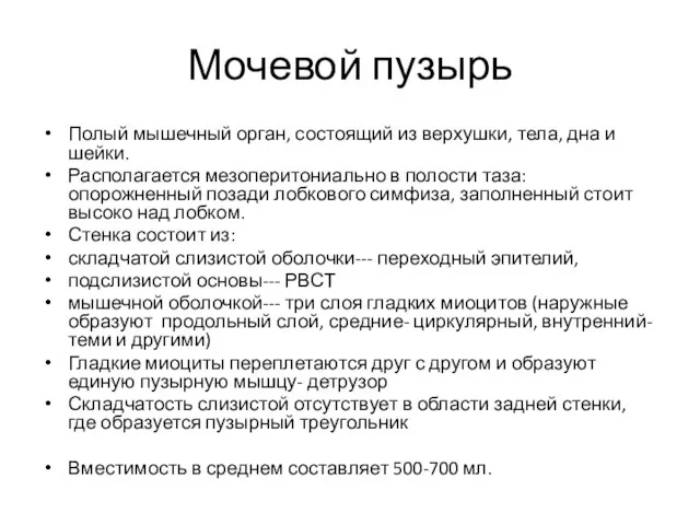 Мочевой пузырь Полый мышечный орган, состоящий из верхушки, тела, дна и