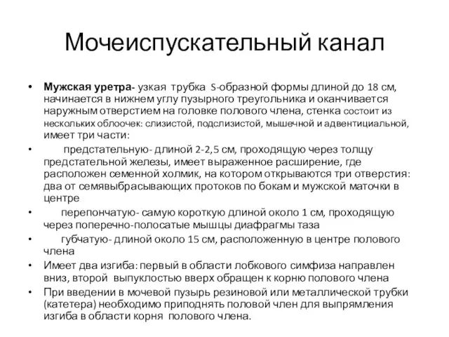 Мочеиспускательный канал Мужская уретра- узкая трубка S-образной формы длиной до 18