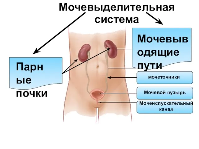 Мочевыделительная система Парные почки Мочевыводящие пути мочеточники Мочевой пузырь Мочеиспускательный канал