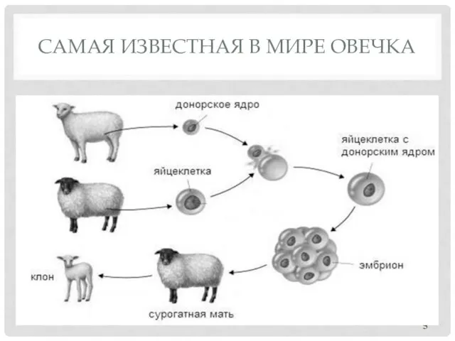 САМАЯ ИЗВЕСТНАЯ В МИРЕ ОВЕЧКА