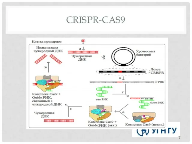 CRISPR-CAS9