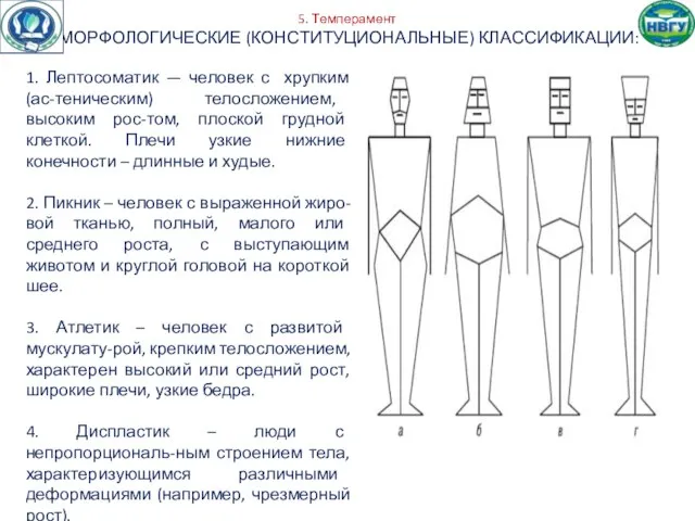 5. Темперамент МОРФОЛОГИЧЕСКИЕ (КОНСТИТУЦИОНАЛЬНЫЕ) КЛАССИФИКАЦИИ: 1. Лептосоматик — человек с хрупким