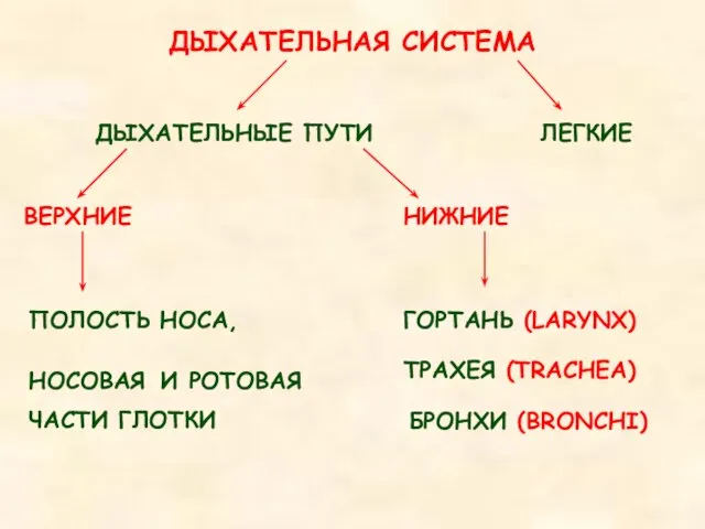 ДЫХАТЕЛЬНАЯ СИСТЕМА ДЫХАТЕЛЬНЫЕ ПУТИ ЛЕГКИЕ ВЕРХНИЕ НИЖНИЕ ПОЛОСТЬ НОСА, НОСОВАЯ И