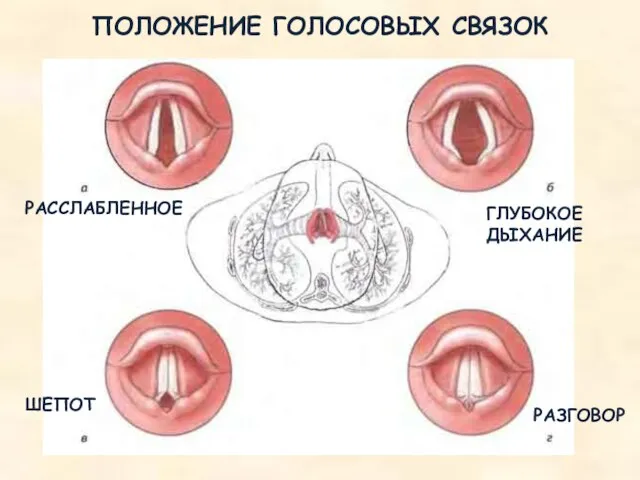 ПОЛОЖЕНИЕ ГОЛОСОВЫХ СВЯЗОК РАССЛАБЛЕННОЕ ГЛУБОКОЕ ДЫХАНИЕ ШЕПОТ РАЗГОВОР