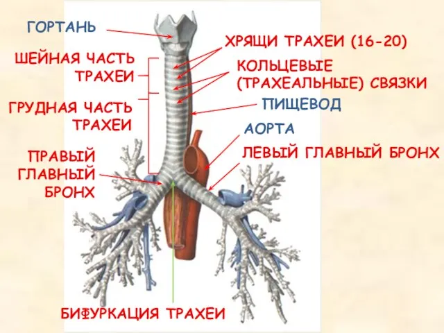 ГОРТАНЬ ШЕЙНАЯ ЧАСТЬ ТРАХЕИ ПРАВЫЙ ГЛАВНЫЙ БРОНХ ЛЕВЫЙ ГЛАВНЫЙ БРОНХ ПИЩЕВОД