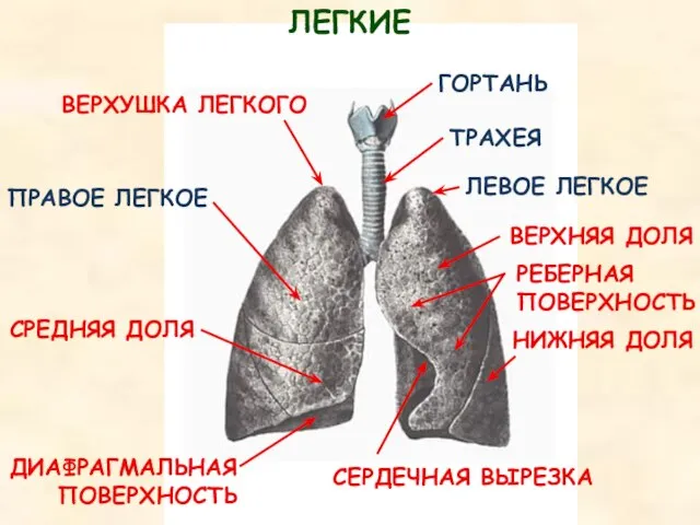 ТРАХЕЯ ГОРТАНЬ ПРАВОЕ ЛЕГКОЕ ЛЕВОЕ ЛЕГКОЕ ВЕРХУШКА ЛЕГКОГО СРЕДНЯЯ ДОЛЯ ВЕРХНЯЯ