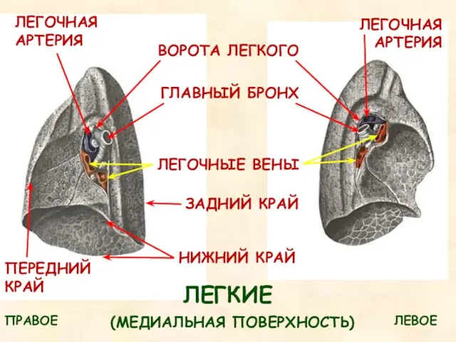 ВОРОТА ЛЕГКОГО ЛЕГКИЕ ГЛАВНЫЙ БРОНХ ЛЕГОЧНАЯ АРТЕРИЯ ЛЕГОЧНАЯ АРТЕРИЯ ЛЕГОЧНЫЕ ВЕНЫ