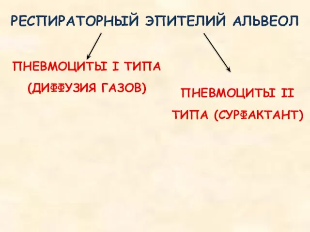 РЕСПИРАТОРНЫЙ ЭПИТЕЛИЙ АЛЬВЕОЛ ПНЕВМОЦИТЫ I ТИПА (ДИФФУЗИЯ ГАЗОВ) ПНЕВМОЦИТЫ II ТИПА (СУРФАКТАНТ)