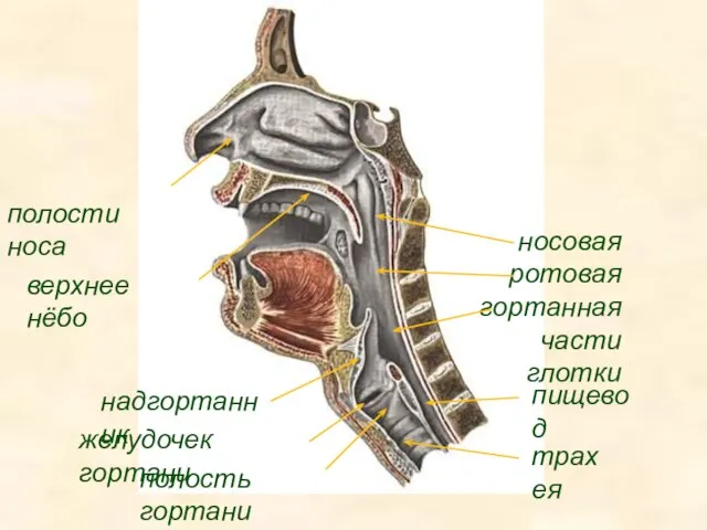 верхнее нёбо полости носа полость гортани надгортанник трахея носовая ротовая гортанная части глотки желудочек гортани пищевод