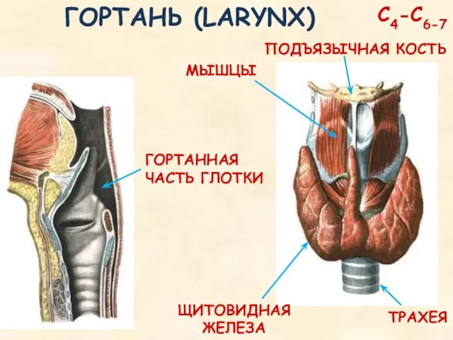 ГОРТАНЬ (LARYNX) ПОДЪЯЗЫЧНАЯ КОСТЬ ТРАХЕЯ ЩИТОВИДНАЯ ЖЕЛЕЗА МЫШЦЫ ГОРТАННАЯ ЧАСТЬ ГЛОТКИ С4-С6-7