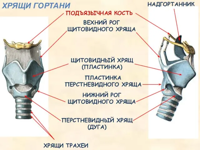 ЩИТОВИДНЫЙ ХРЯЩ (ПЛАСТИНКА) ПОДЪЯЗЫЧНАЯ КОСТЬ ВЕХНИЙ РОГ ЩИТОВИДНОГО ХРЯЩА НИЖНИЙ РОГ