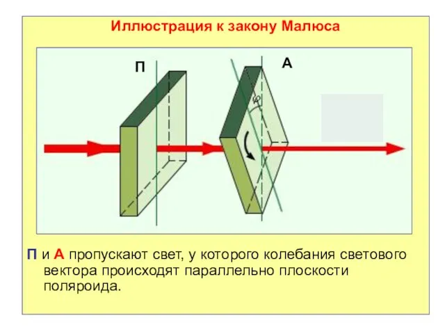 Иллюстрация к закону Малюса П и А пропускают свет, у которого