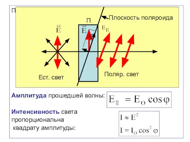 П Амплитуда прошедшей волны: Интенсивность света пропорциональна квадрату амплитуды: П Ест. свет Поляр. свет Плоскость поляроида