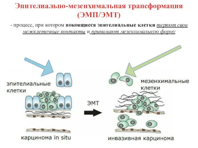 - процесс, при котором покоящиеся эпителиальные клетки теряют свои межклеточные контакты