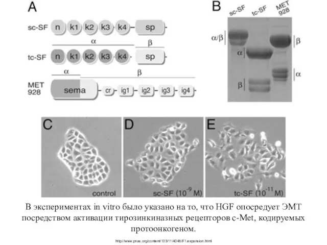 В экспериментах in vitro было указано на то, что HGF опосредует