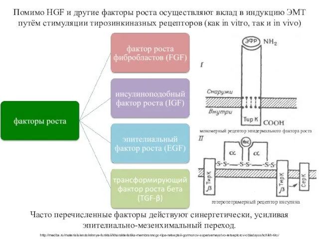 Помимо HGF и другие факторы роста осуществляют вклад в индукцию ЭМТ