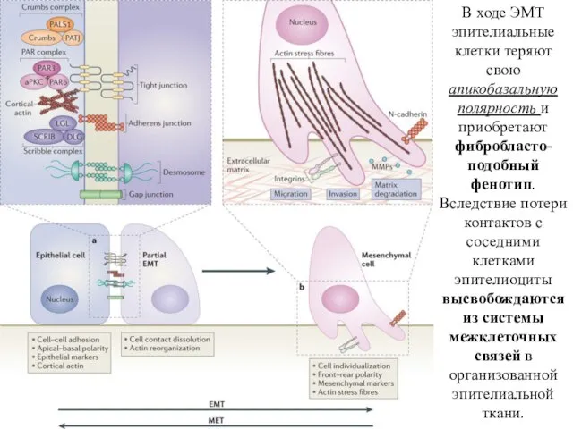 В ходе ЭМТ эпителиальные клетки теряют свою апикобазальную полярность и приобретают