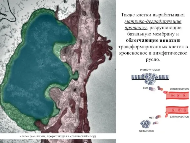 Также клетки вырабатывают матрикс-деградирующие протеазы, разрушающие базальную мембрану и облегчающие инвазию