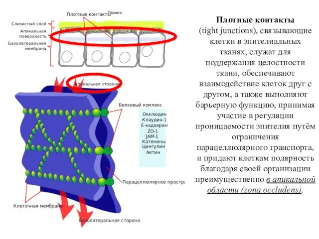 Плотные контакты (tight junctions), связывающие клетки в эпителиальных тканях, служат для