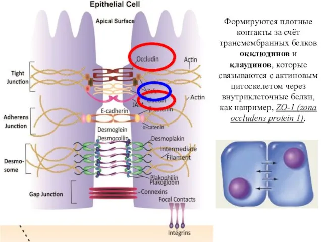 Формируются плотные контакты за счёт трансмембранных белков окклюдинов и клаудинов, которые
