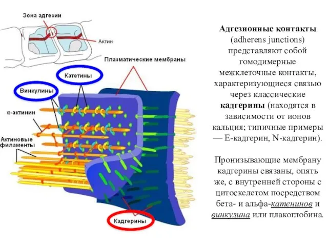 Адгезионные контакты (adherens junctions) представляют собой гомодимерные межклеточные контакты, характеризующиеся связью