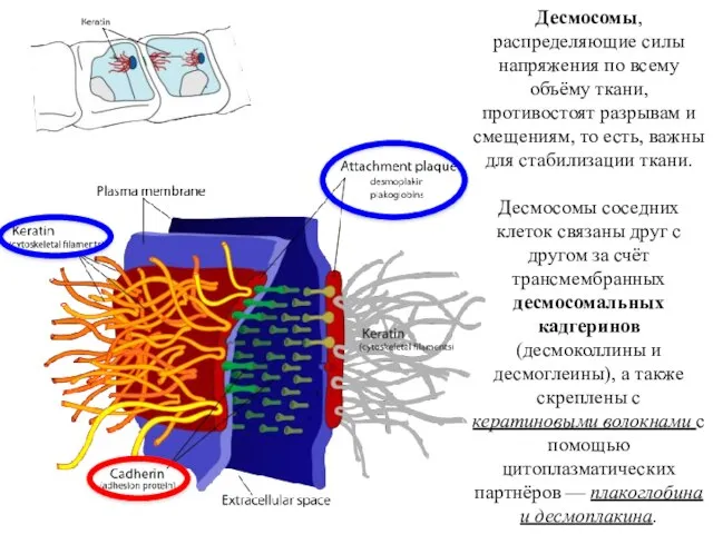 Десмосомы, распределяющие силы напряжения по всему объёму ткани, противостоят разрывам и
