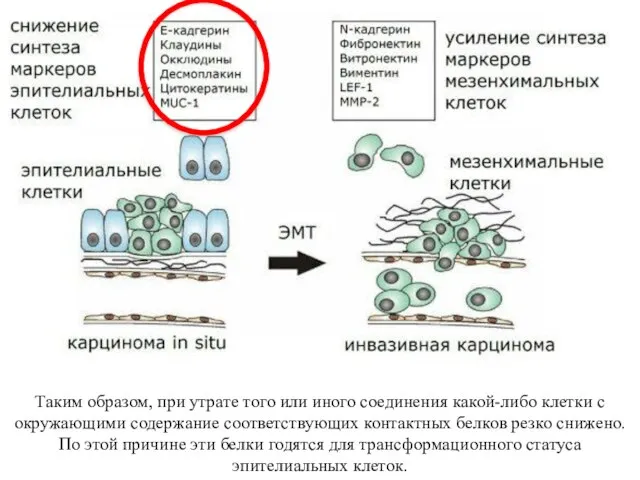 Таким образом, при утрате того или иного соединения какой-либо клетки с