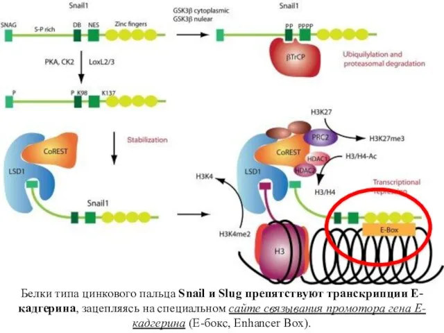 Белки типа цинкового пальца Snail и Slug препятствуют транскрипции Е-кадгерина, зацепляясь