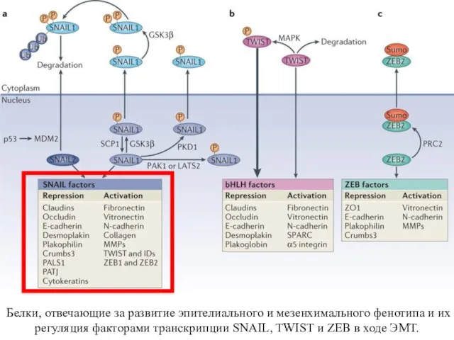 Белки, отвечающие за развитие эпителиального и мезенхимального фенотипа и их регуляция