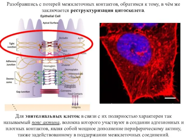 Разобравшись с потерей межклеточных контактов, обратимся к тому, в чём же
