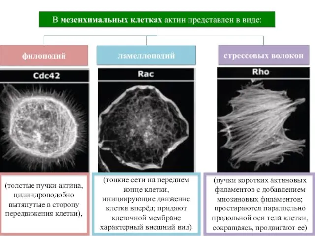 (толстые пучки актина, цилиндроподобно вытянутые в сторону передвижения клетки), (тонкие сети