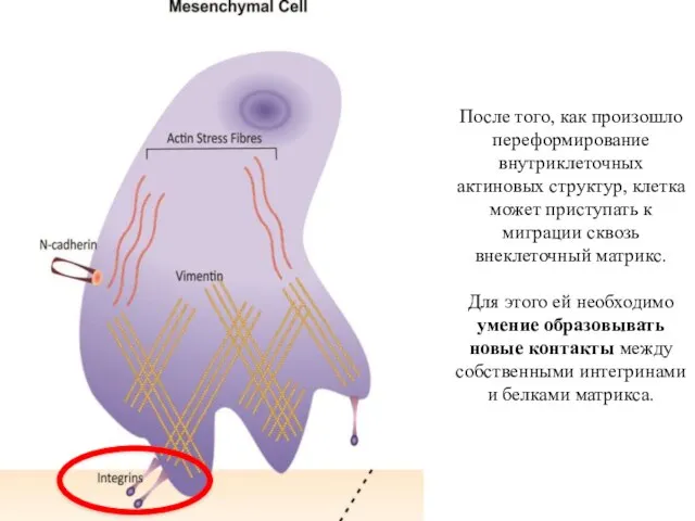 После того, как произошло переформирование внутриклеточных актиновых структур, клетка может приступать