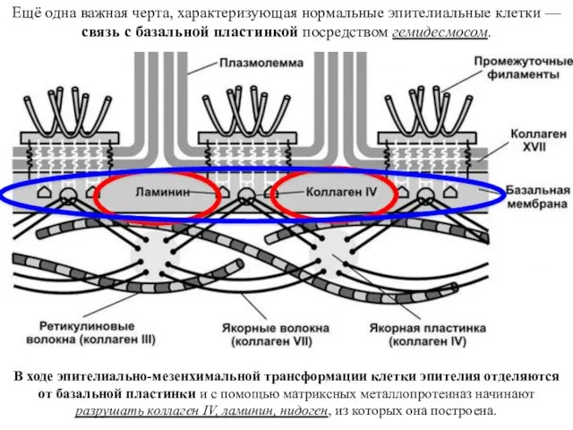 Ещё одна важная черта, характеризующая нормальные эпителиальные клетки — связь с