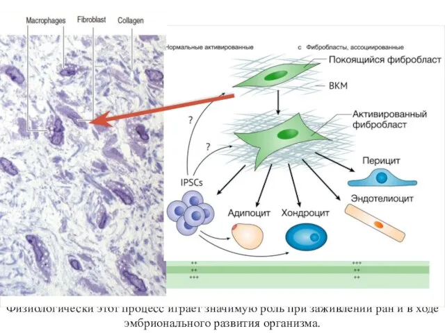 Физиологически этот процесс играет значимую роль при заживлении ран и в ходе эмбрионального развития организма.