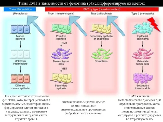 Незрелые клетки эпителиального фенотипа, которые превращаются в мезенхимальные, из которых потом