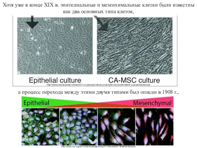 Хотя уже в конце XIX в. эпителиальные и мезенхимальные клетки были