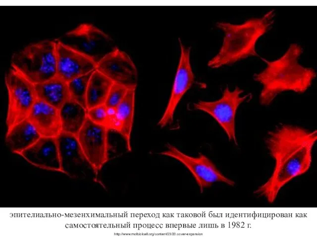 эпителиально-мезенхимальный переход как таковой был идентифицирован как самостоятельный процесс впервые лишь в 1982 г. http://www.molbiolcell.org/content/23/20.cover-expansion